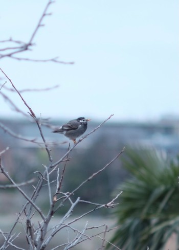 2021年3月7日(日) 多摩川二ヶ領宿河原堰の野鳥観察記録