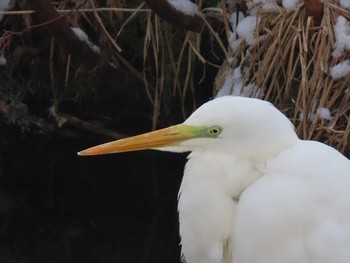 Great Egret Makomanai Park Sun, 3/7/2021