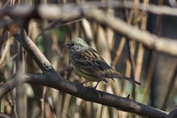 Masked Bunting Higashitakane Forest park Mon, 2/22/2021