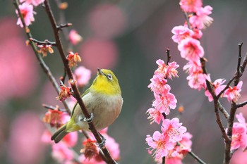 メジロ 場所が不明 2021年3月6日(土)