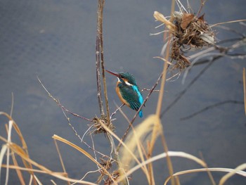 Common Kingfisher Unknown Spots Sun, 3/7/2021