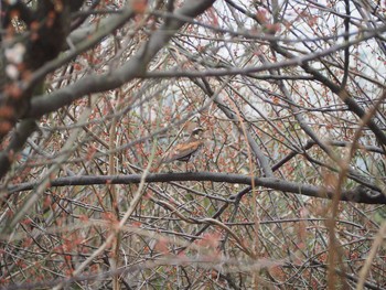 Dusky Thrush Unknown Spots Sun, 3/7/2021