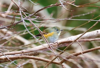 Red-flanked Bluetail Hayatogawa Forest Road Sun, 3/7/2021