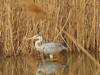 Grey Heron Kasai Rinkai Park Sat, 3/6/2021