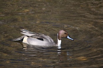 Northern Pintail 野川  調布市 Wed, 1/25/2017