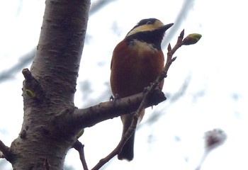 Varied Tit Kasai Rinkai Park Sat, 3/6/2021