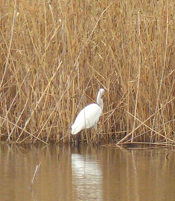 Great Egret Kasai Rinkai Park Sat, 3/6/2021