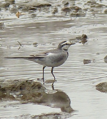 White Wagtail Kasai Rinkai Park Sat, 3/6/2021