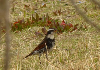 Dusky Thrush Kasai Rinkai Park Sat, 3/6/2021