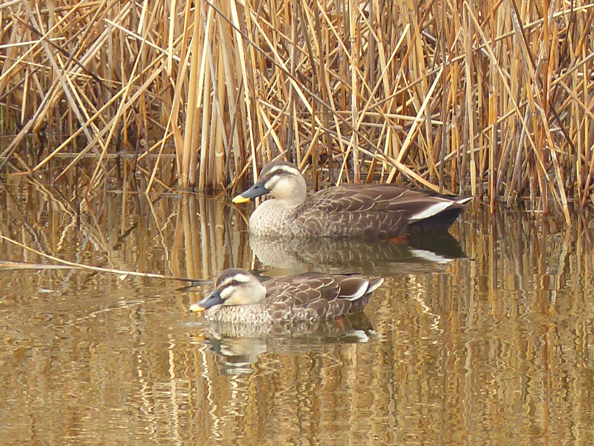 Photo of Eastern Spot-billed Duck at Kasai Rinkai Park by miim