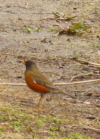 Brown-headed Thrush Kasai Rinkai Park Sat, 3/6/2021