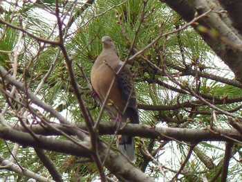 Oriental Turtle Dove Kasai Rinkai Park Sat, 3/6/2021