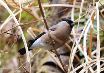 Eurasian Bullfinch Hayatogawa Forest Road Sun, 3/7/2021