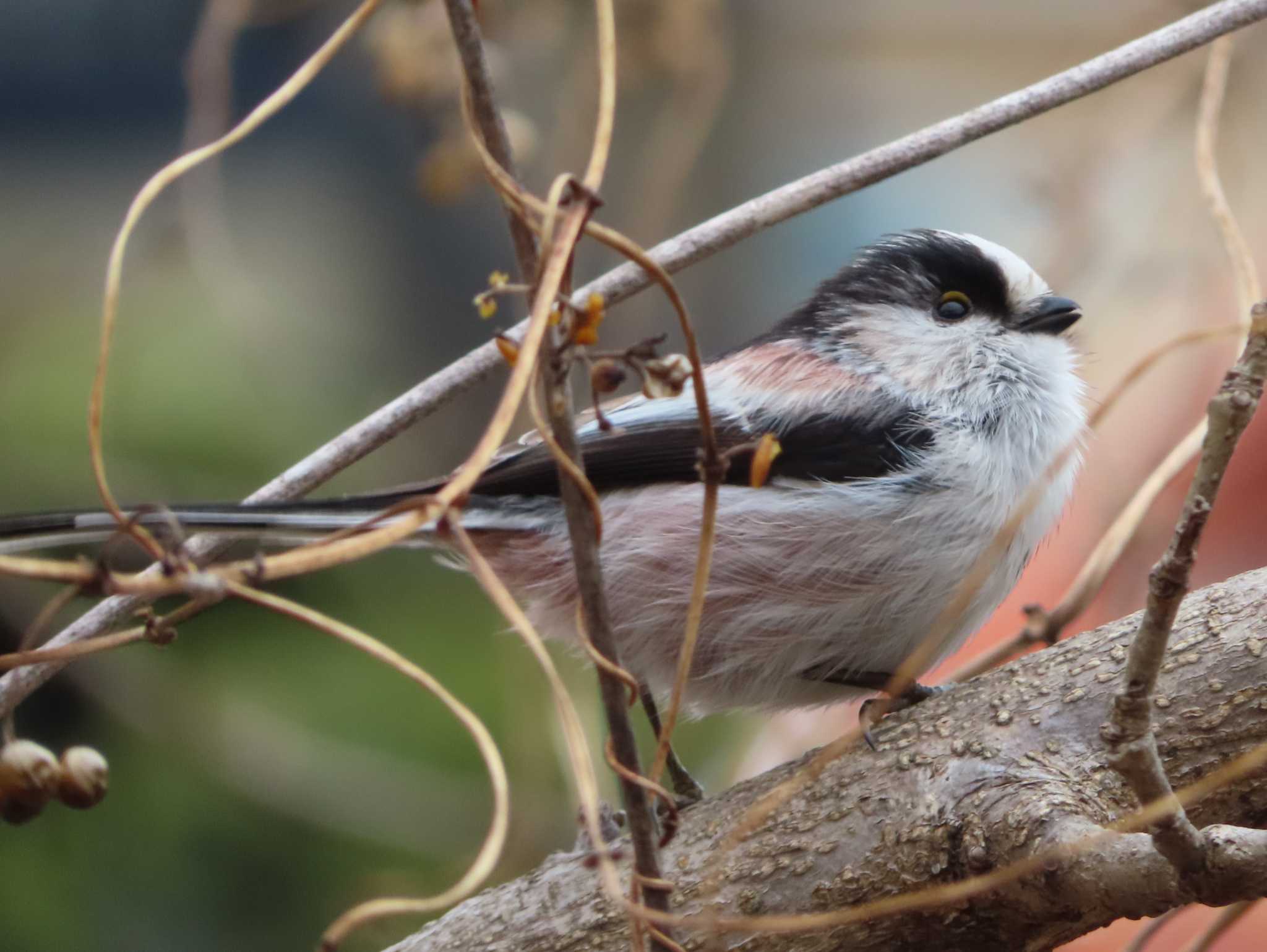 Long-tailed Tit