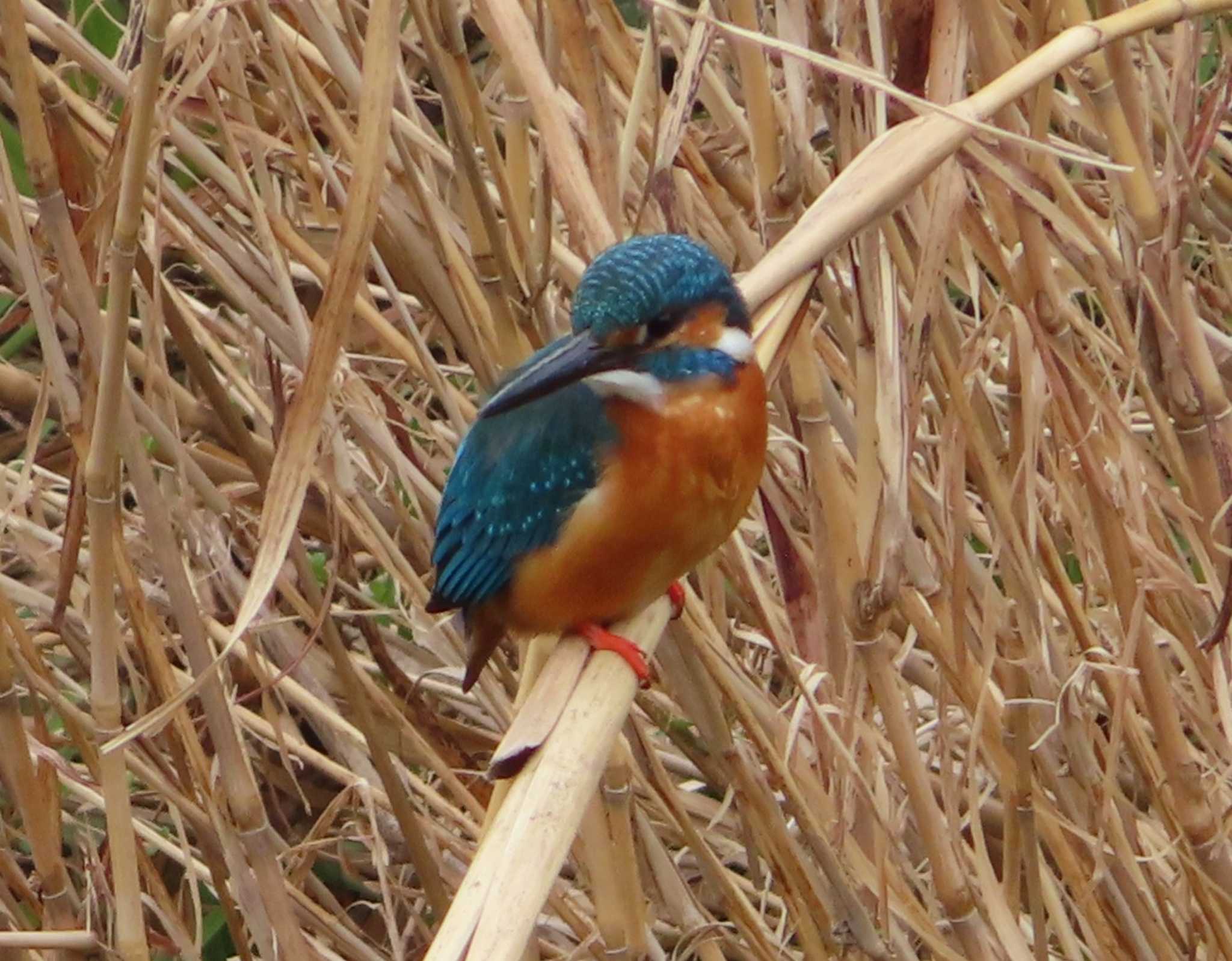 Common Kingfisher