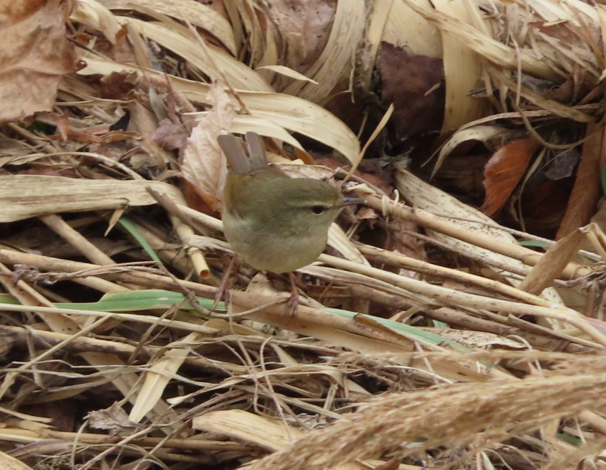 Japanese Bush Warbler