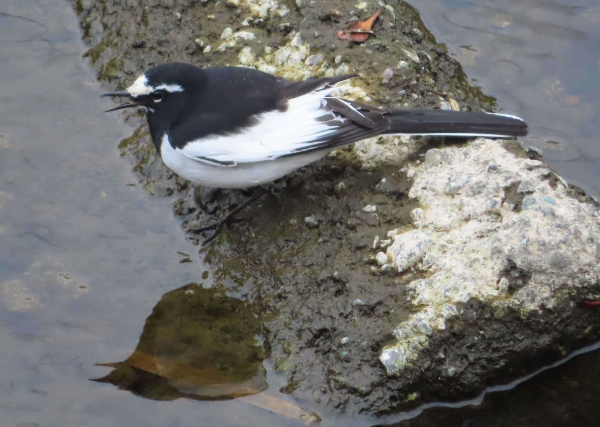 Photo of Japanese Wagtail at 境川(境橋付近) by ゆ