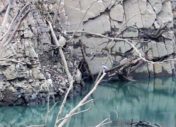 Crested Kingfisher Hayatogawa Forest Road Sun, 3/7/2021