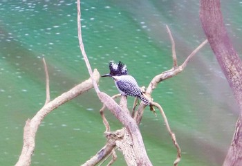 Crested Kingfisher Hayatogawa Forest Road Sun, 3/7/2021