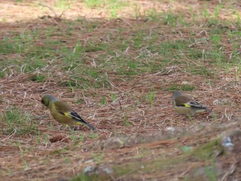 カワラヒワ 庄内緑地公園 2021年3月7日(日)