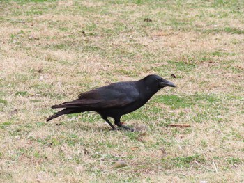 ハシボソガラス 庄内緑地公園 2021年3月7日(日)