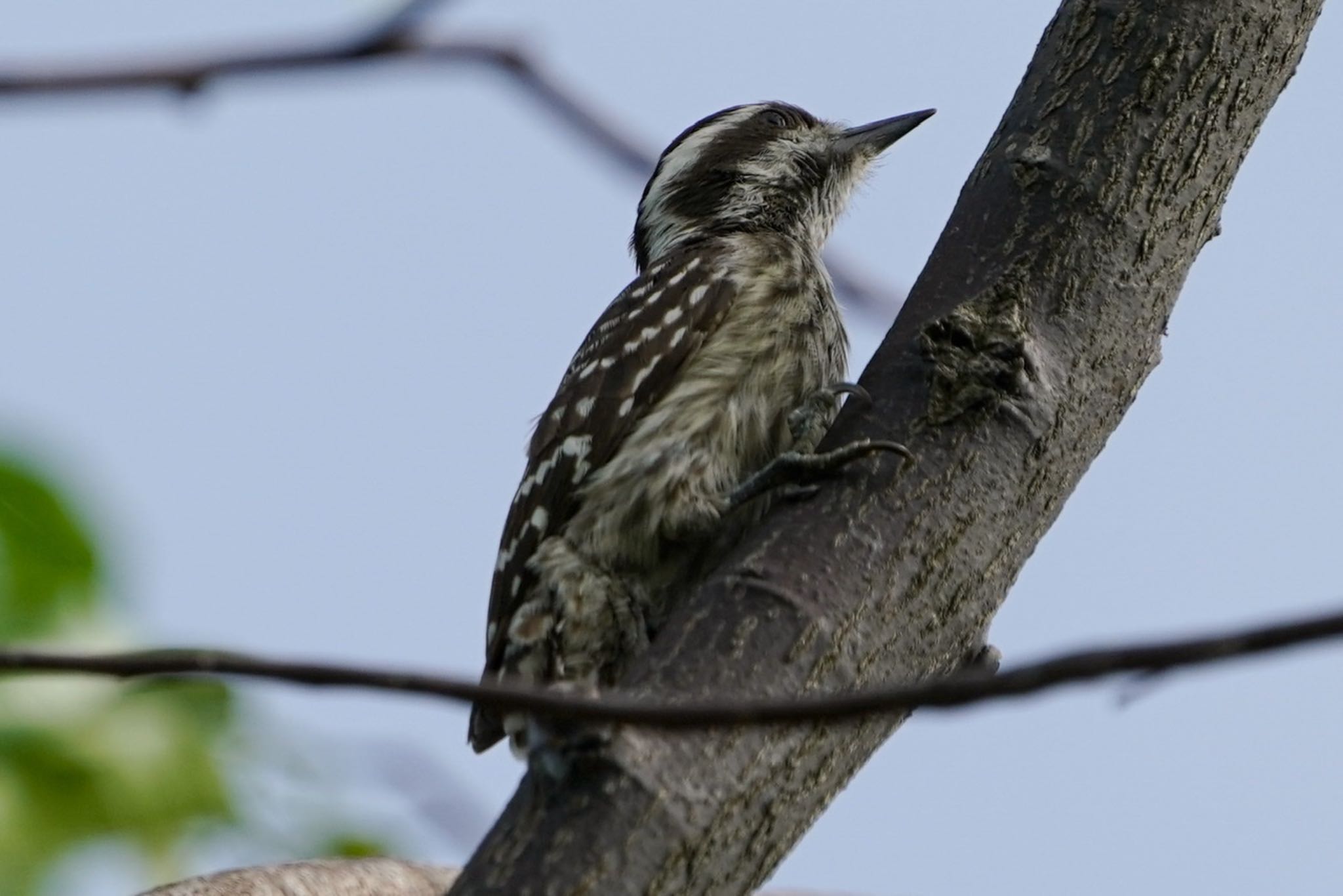 Sunda Pygmy Woodpecker