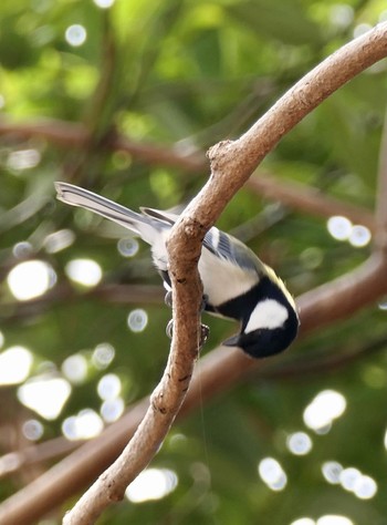 Japanese Tit Kasai Rinkai Park Sat, 3/6/2021