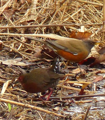 Ruddy-breasted Crake Kasai Rinkai Park Sat, 3/6/2021