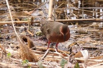 ヒクイナ 葛西臨海公園 2021年3月6日(土)