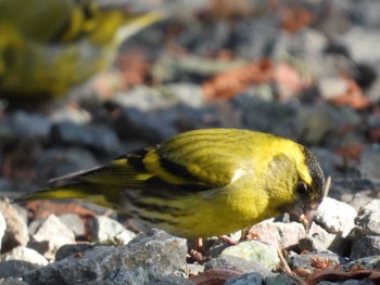 Eurasian Siskin 仙台市西公園 Sun, 3/7/2021