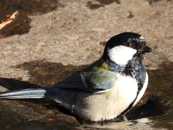 Japanese Tit 仙台市西公園 Sun, 3/7/2021