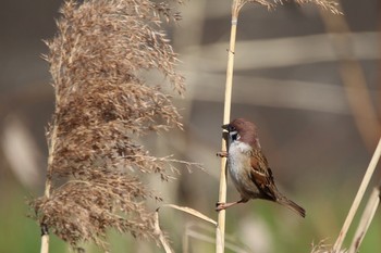 Eurasian Tree Sparrow 野川  調布市 Wed, 1/25/2017