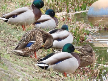 マガモ 庄内緑地公園 2021年3月7日(日)