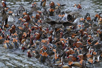 2021年3月7日(日) オシドリ観察小屋（鳥取県日野郡日野町）の野鳥観察記録