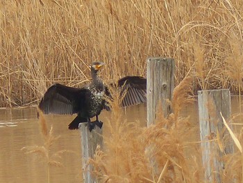 カワウ 葛西臨海公園 2021年3月6日(土)