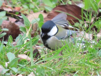 シジュウカラ 庄内緑地公園 2021年3月7日(日)