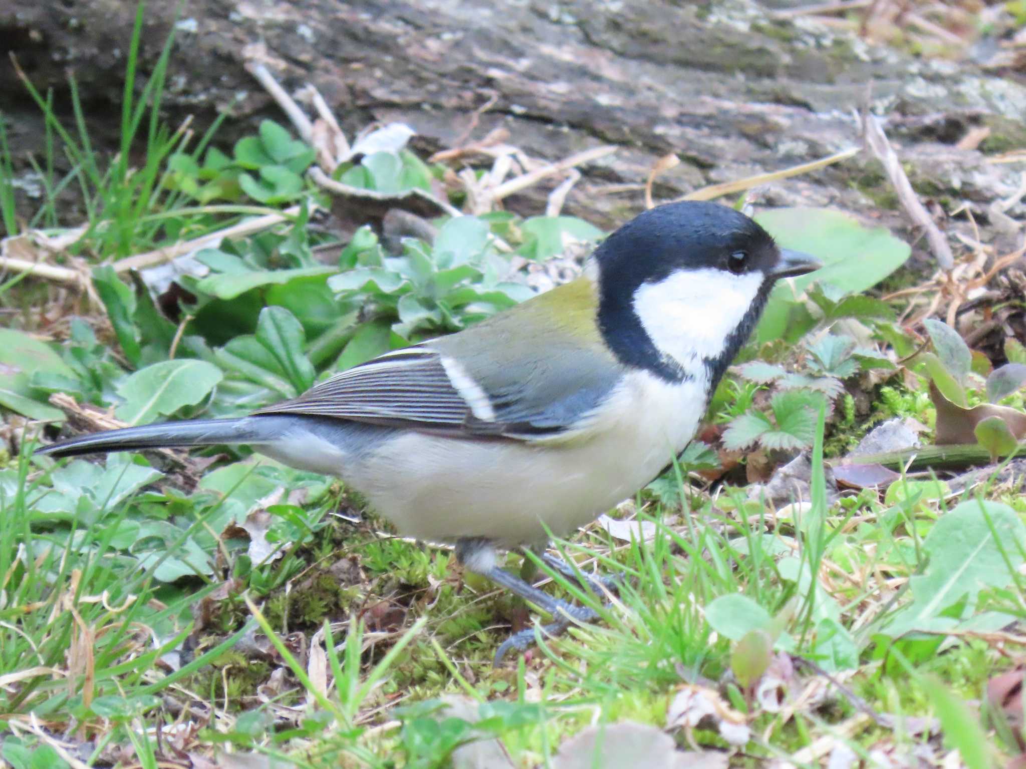 シジュウカラ