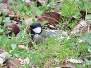 シジュウカラ 庄内緑地公園 2021年3月7日(日)