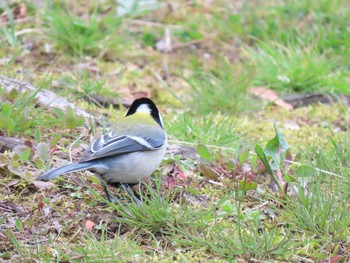 2021年3月7日(日) 庄内緑地公園の野鳥観察記録