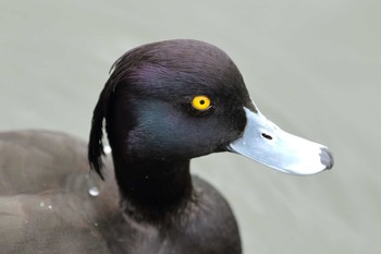 Tufted Duck 横浜市 Sun, 3/7/2021