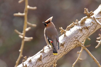 2021年2月27日(土) 横浜市の野鳥観察記録