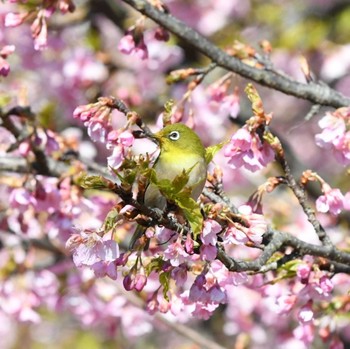 メジロ 代々木公園 2021年2月20日(土)