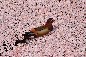 オシドリ 弘前公園 2015年4月27日(月)