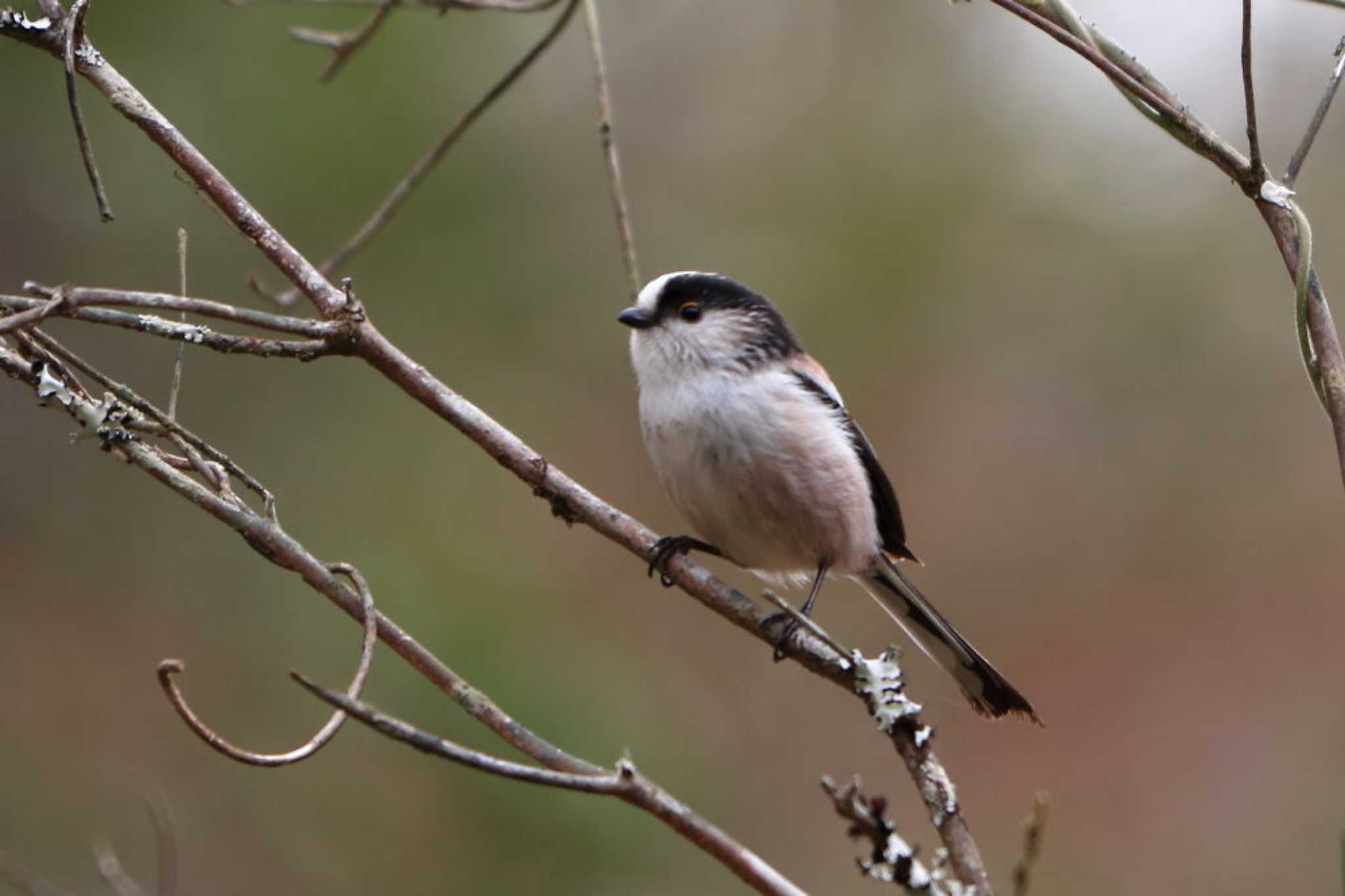 Photo of Long-tailed Tit at Arima Fuji Park by いわな