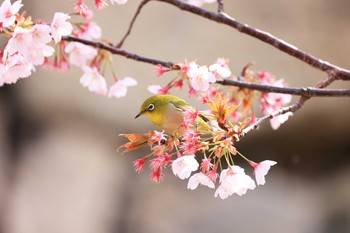 メジロ 大阪城公園 2021年3月7日(日)