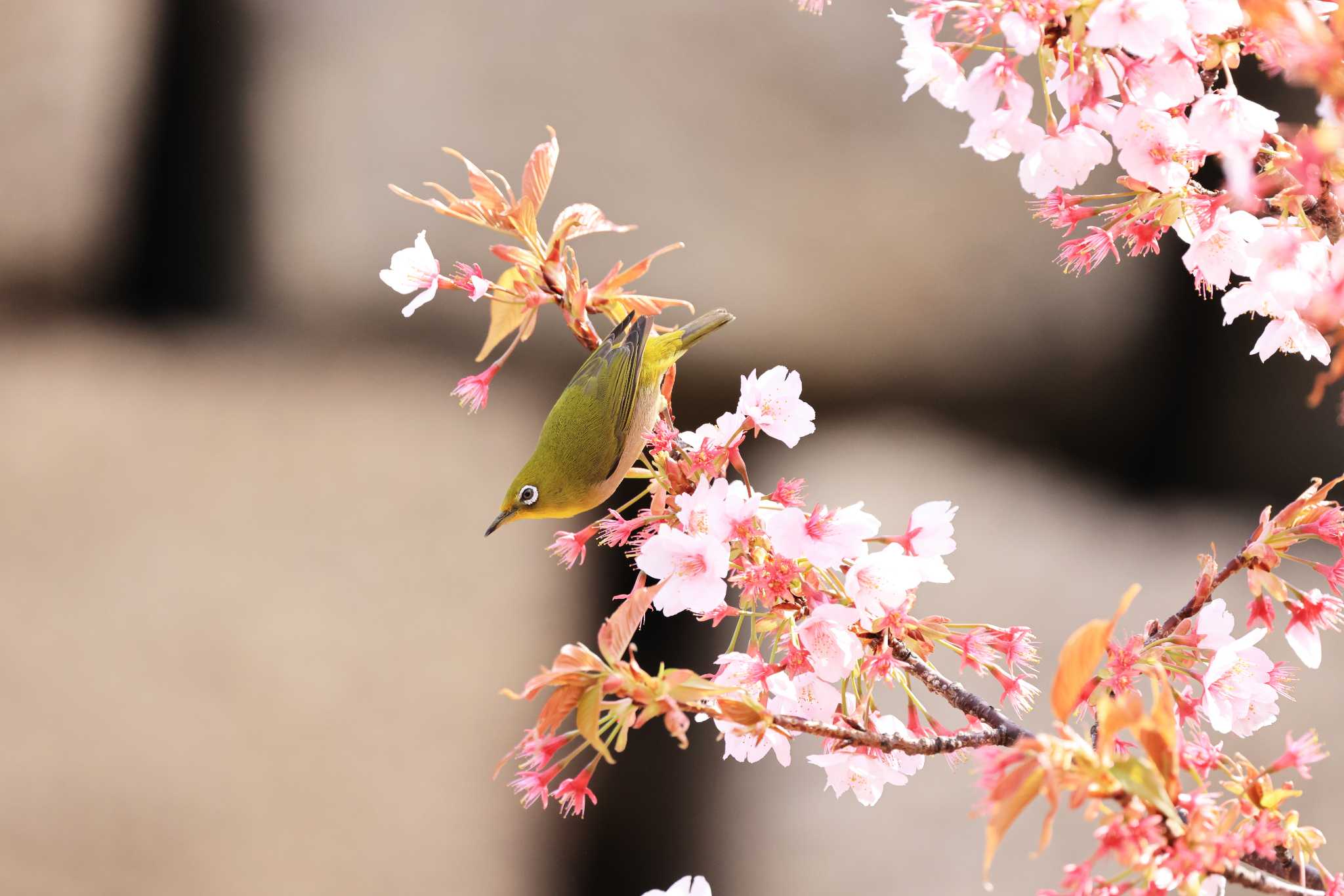 大阪城公園 メジロの写真 by 明石のおやじ