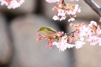 メジロ 大阪城公園 2021年3月7日(日)