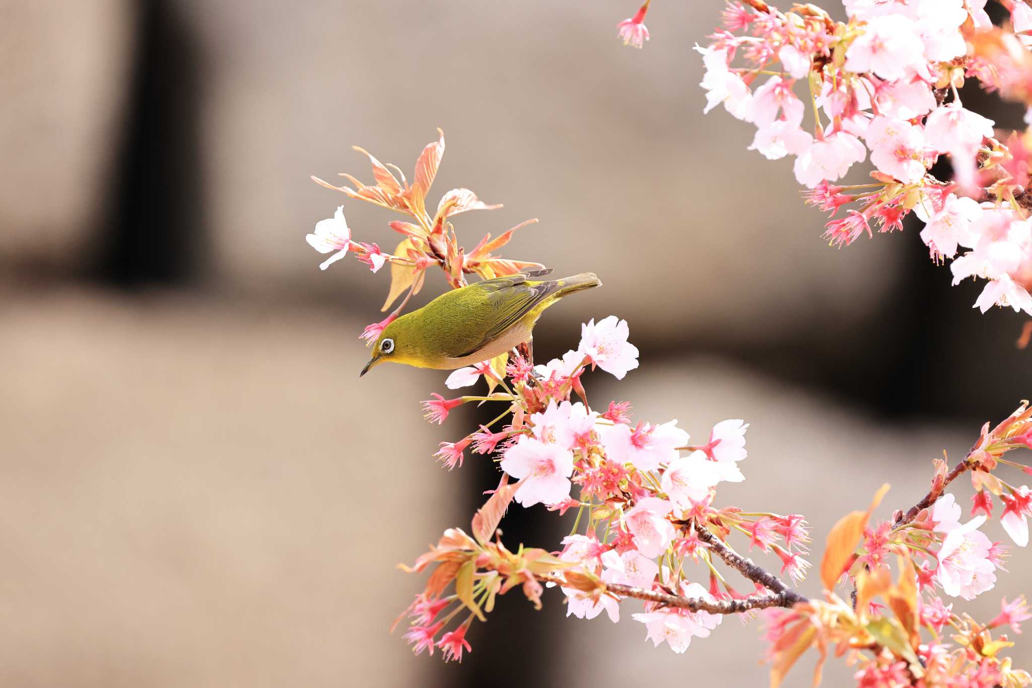 大阪城公園 メジロの写真 by 明石のおやじ