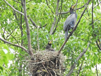 カワウ 愛知県 2015年6月7日(日)