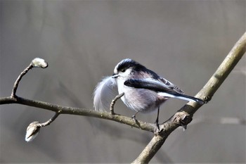 Long-tailed Tit 栃木県 Sun, 3/7/2021